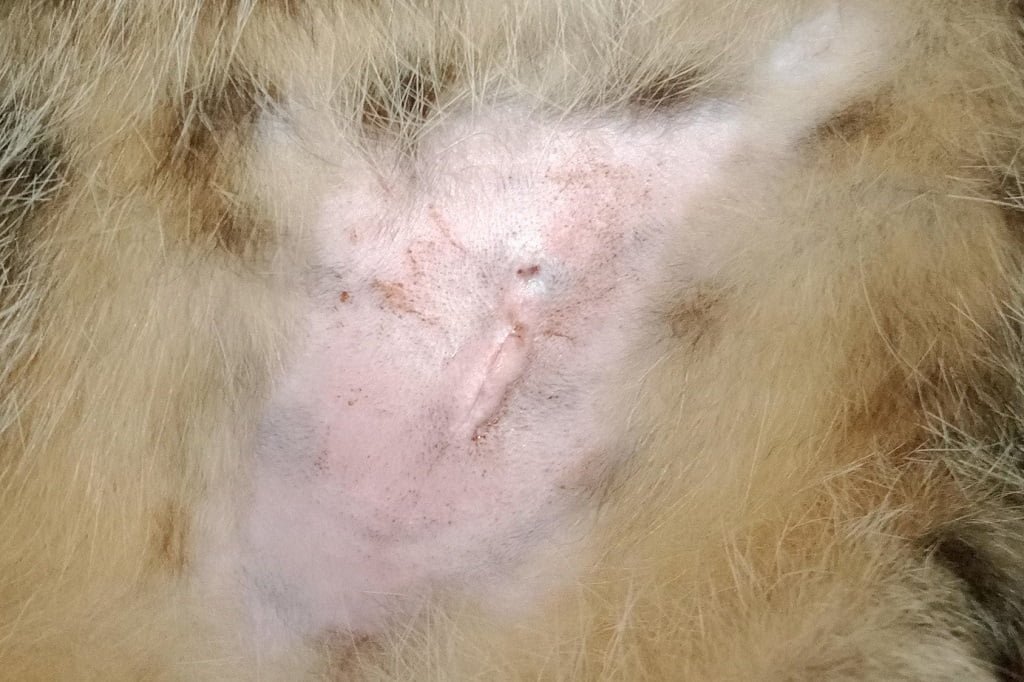 Bekas jahitan steril kucing setelah 1 minggu