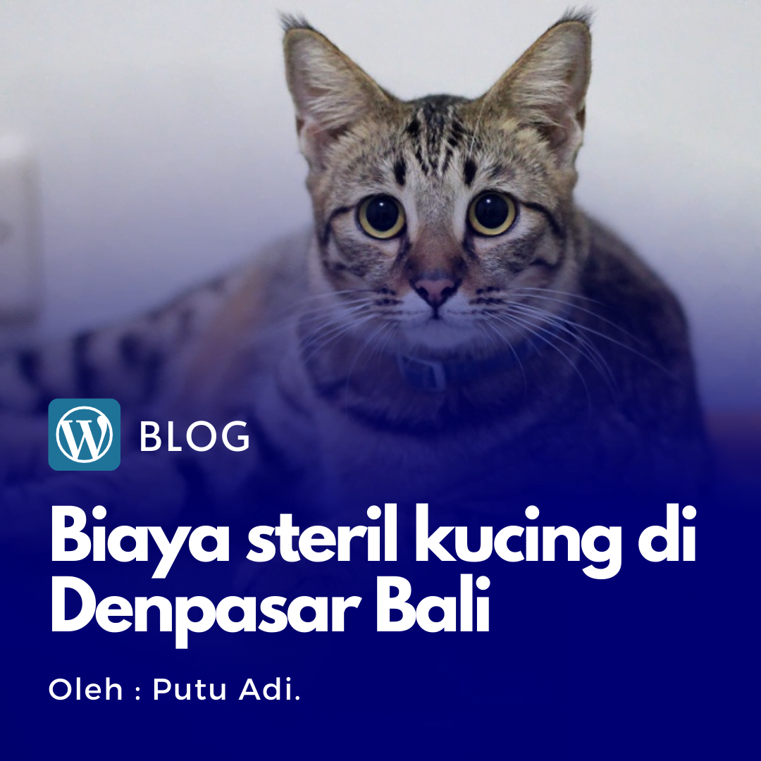 Biaya Steril Kucing di Denpasar Bali